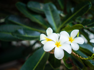 Fototapeta na wymiar Lan Thom flowers in Thailand