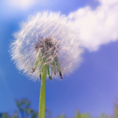 white fluffy dandelion against the blue sky with clouds.