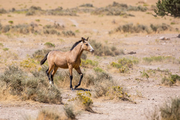 Wild Horses