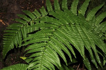 Green Fern plant