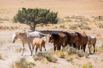 Wild Horses