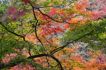 Japan autumn foliage