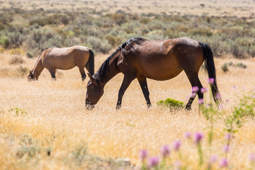 Wild Horses