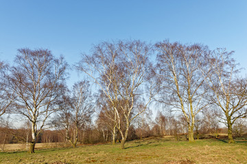 Obraz premium Sandbirken ohne Laub