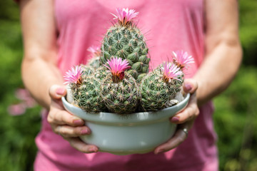 Woman holding blooming cactus with pink flower in pot. Mammillaria scrippsiana