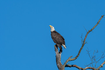 An American Bald Eagle perched against a blue sky.