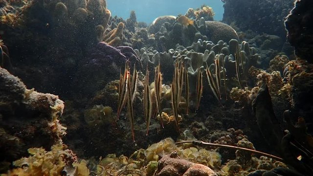 School of razorfish (Aeoliscus strigatus) gracefully swimming above the corals while hunting its food.