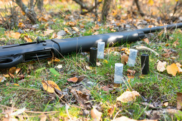 Shotgun, cartridges on grass in the autumn forest