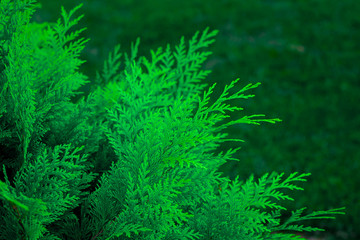 Fototapeta na wymiar Branch of green thuja background. Green thuja leaf texture. Nature background texture