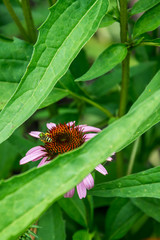 View of flower and honey bee behind leaves of plant. Bee collecting pollen from flower to use to make honey. Insect pollination. Save the bees!