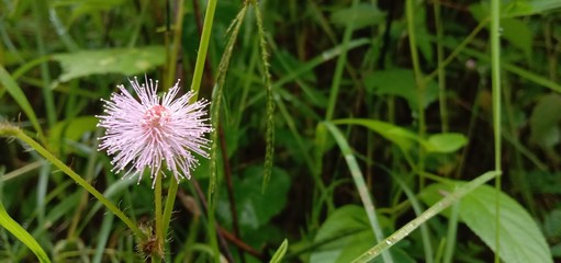 flower in grassfield