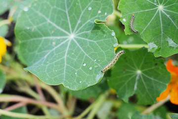 Hairy cabbage white caterpillar reaches off a nasturtium leaf