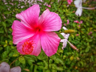 pink flower in the garden