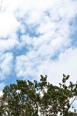 Beautiful Sunny Sky and Dense Tree