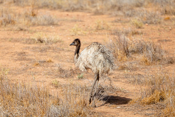 Emu Bird in Australia