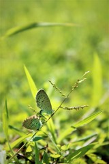 Butterflies Breed on Grass
