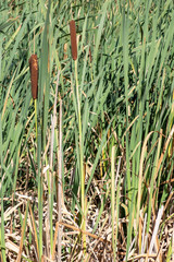 Obraz premium Typha latifolia. Juncos en la Lagoa de Antela, A Limia. Ourense, Galicia, España.