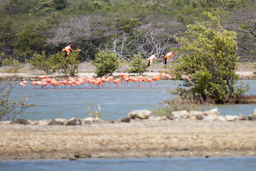 Flamingo-Kolonie in der Natur