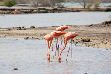 Flamingo-Familie in der Natur