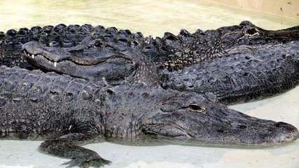 Alligator du parc national des Everglades en Floride