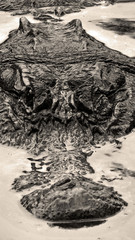 Alligator du parc national des Everglades en Floride