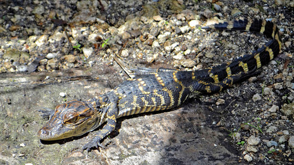 Alligator du parc national des Everglades en Floride