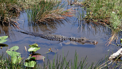 Alligator du parc national des Everglades en Floride