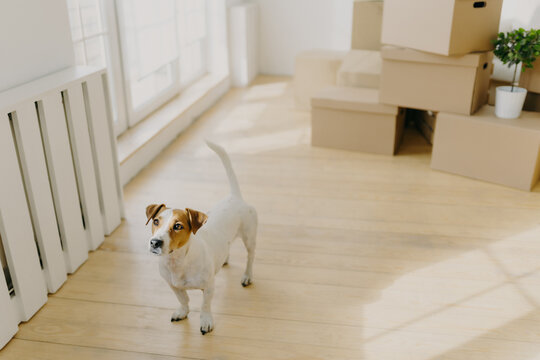 Photo of pedigree russel terrier dog poses in empty spacious room, removes in new place of living with their hosts, stack of cardboard boxes in background. Animals, home and Moving Day concept