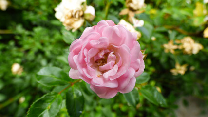 soft pink flower with blurry background