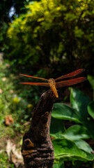 Red dragonfly on stump 