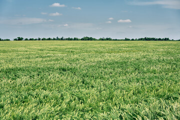 Fototapeta premium Green field, tree and blue sky on summer day