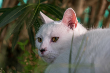 Portrait de chat blanc