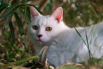 Portrait de chat blanc