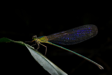 Clearwing forest Glory Damselfly seen at Goa,,India