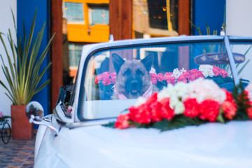Dog wedding