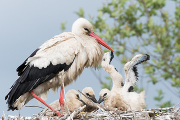 Stork in his nest with his children