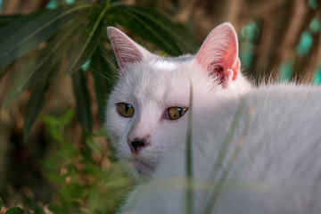 Portrait de chat blanc