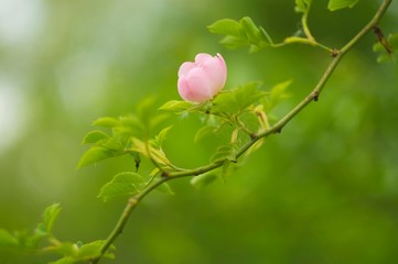 Summer nature