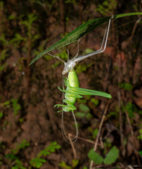 Katydid Coming out of Molt seen at Goa,,India