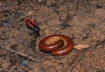 Beetle attacking Millipede seen at Goa,,India