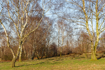 Obraz premium Sandbirken ohne Laub