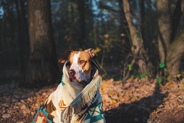 Dog in a cozy warm tribal poncho, autumn mood concept. Cute staffordshire terrier in vintage...
