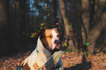 Dog in a cozy warm tribal poncho, autumn mood concept. Cute staffordshire terrier with closed eyes...