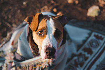 Dog in a cozy warm tribal poncho. Cute staffordshire terrier covered in vintage blanket sitting in the forest in autumn