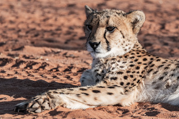 Guépard en Namibie, Afrique