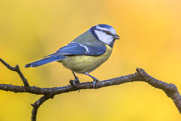 Blue tit in november background © creativenature.nl