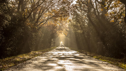 Obraz premium Sun harps on misty morning road