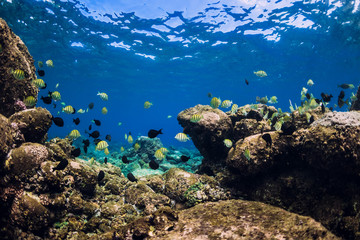 Naklejka na ściany i meble Underwater scene with school of fish over stones bottom. Tropical blue sea