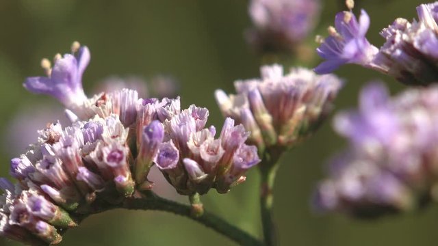 Limonium narbonense, Grows in a wild meadow, midsummer with a warm wind, sea-lavender, statice, marsh-rosemary