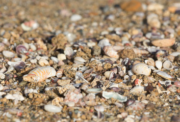 Sea shells and the Sand